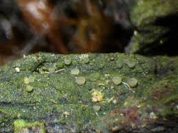 Attēlu rezultāti vaicājumam “Coenogonium pineti”