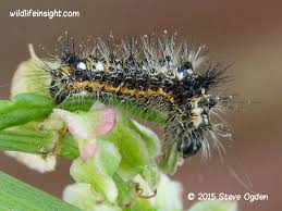 Attēlu rezultāti vaicājumam “Acronicta rumicis larva”