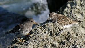 Attēlu rezultāti vaicājumam “Calidris maritima”