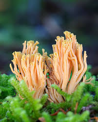 Attēlu rezultāti vaicājumam “Ramaria flava”