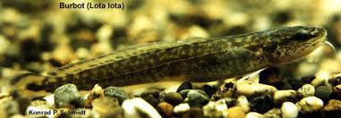 Attēlu rezultāti vaicājumam “Lota lota”