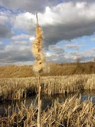 Attēlu rezultāti vaicājumam “Typha latifolia fruit”