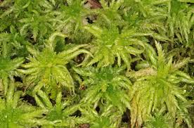 Attēlu rezultāti vaicājumam “Sphagnum palustre”