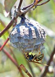 Attēlu rezultāti vaicājumam “Vespidae”