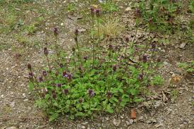 Attēlu rezultāti vaicājumam “Prunella vulgaris”