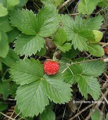 Attēlu rezultāti vaicājumam “Fragaria vesca leaf”