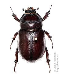 Attēlu rezultāti vaicājumam “Oryctes nasicornis”