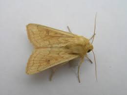 Attēlu rezultāti vaicājumam “Mythimna sp.”