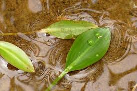 Attēlu rezultāti vaicājumam “Potamogeton natans leaf”