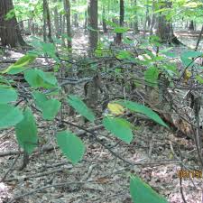 Attēlu rezultāti vaicājumam “Ophiostoma polyporicola”