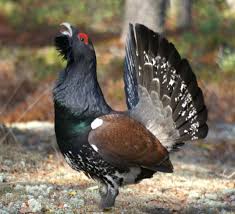 Attēlu rezultāti vaicājumam “Tetrao urogallus”