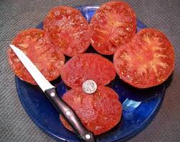 Afbeeldingsresultaat voor 1884 purple tomato