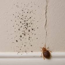 Image result for insect poop