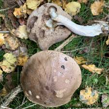 Attēlu rezultāti vaicājumam “Leccinum melaneum”