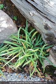 Attēlu rezultāti vaicājumam “Carex capillaris fruit”