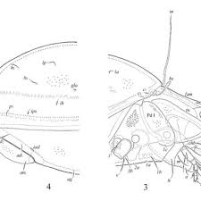 Attēlu rezultāti vaicājumam “Scardia boletella exuvia”