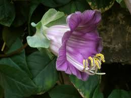 Attēlu rezultāti vaicājumam “Polemoniaceae”