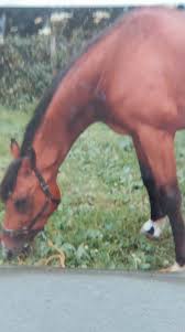 Image result for Old Park Riding Stables