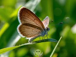 Attēlu rezultāti vaicājumam “Gynaephora selenitica”