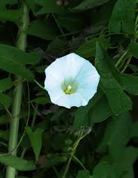 Attēlu rezultāti vaicājumam “Calystegia sepium”