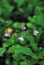 Attēlu rezultāti vaicājumam “Linnaea borealis flower”