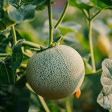 Attēlu rezultāti vaicājumam “Rosa subcanina fruit”