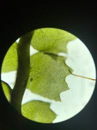 Attēlu rezultāti vaicājumam “Barbilophozia barbata”