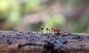 Attēlu rezultāti vaicājumam “Comatricha nigra macro”