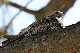 Image result for Chordeiles minor