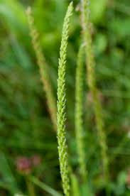 Attēlu rezultāti vaicājumam “Plantago major subsp. intermedia”