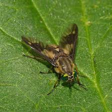 Attēlu rezultāti vaicājumam “Chrysops”