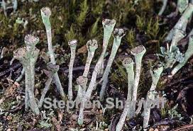 Attēlu rezultāti vaicājumam “Cladonia ochrochlora”