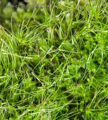 Attēlu rezultāti vaicājumam “Dicranodontium denudatum”