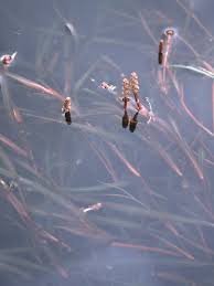 Attēlu rezultāti vaicājumam “Potamogeton compressus”