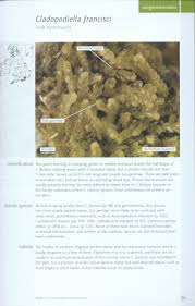 Attēlu rezultāti vaicājumam “Cladopodiella francisci”