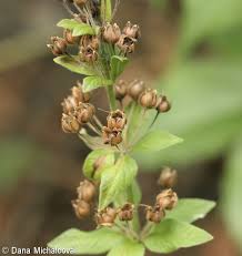 Attēlu rezultāti vaicājumam “Lysimachia vulgaris fruit”