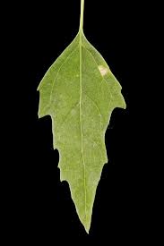 Attēlu rezultāti vaicājumam “Chenopodium album leaf”