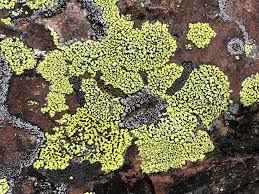 Attēlu rezultāti vaicājumam “Rhizocarpon geographicum”