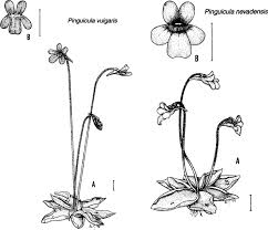Attēlu rezultāti vaicājumam “Pinguicula vulgaris”