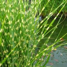 Attēlu rezultāti vaicājumam “Schoenoplectus lacustris subsp. lacustris”