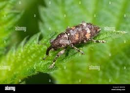 Attēlu rezultāti vaicājumam “Pissodes piniphilus”