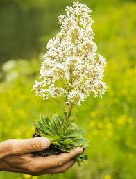 Attēlu rezultāti vaicājumam “Saxifraga cymbalaria flower”