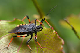 Attēlu rezultāti vaicājumam “Rhynocoris annulatus”
