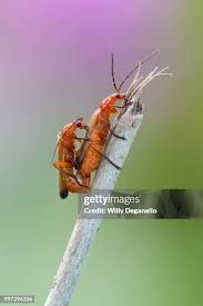 Attēlu rezultāti vaicājumam “Rhagonycha fulva”