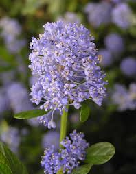 Attēlu rezultāti vaicājumam “Carex caryophyllea flower”