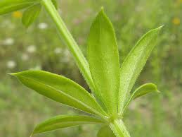 Attēlu rezultāti vaicājumam “Galium rivale”