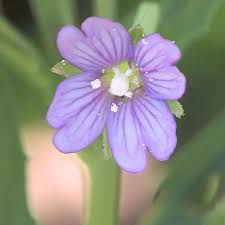 Image result for Weidenröschen