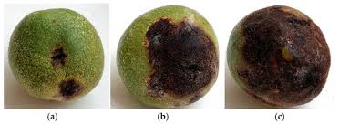 Attēlu rezultāti vaicājumam “Trichia botrytis var. cerifera stalked”