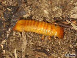 Attēlu rezultāti vaicājumam “Pyrochroidae larva”