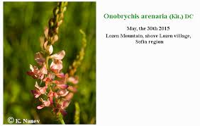 Attēlu rezultāti vaicājumam “Onobrychis arenaria”